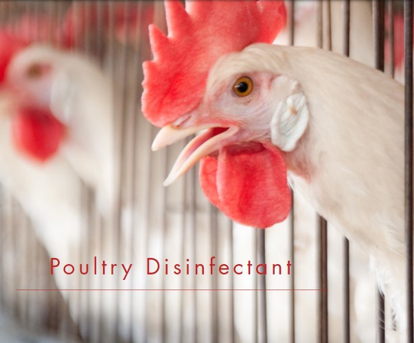¿Qué desinfectante es mejor en las granjas avícolas?