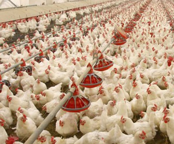 Tipos y aplicación de desinfectantes en granjas avícolas