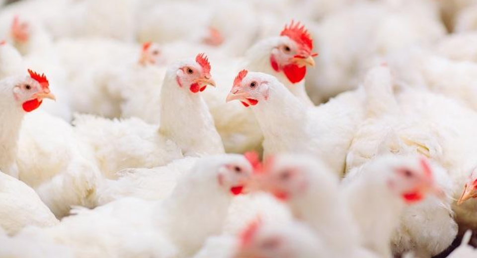 Consejos sobre el uso de desinfectante de gallinas