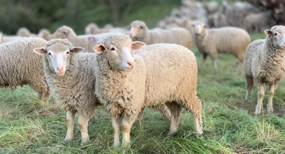 Consejos sobre el uso de desinfectantes ovinos